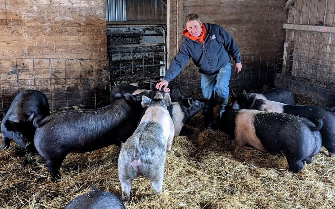 Raising pigs