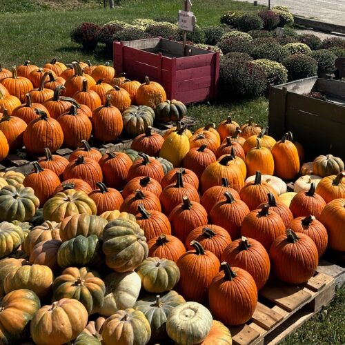 pumpkins for sale 2025