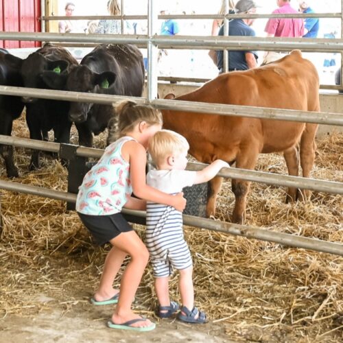 animal-attractions