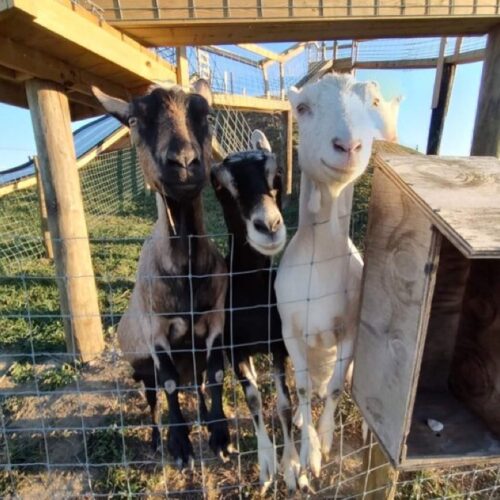goat-walk