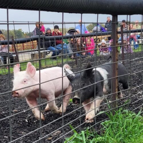 pig-races