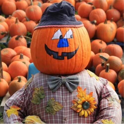 pumpkin-sale